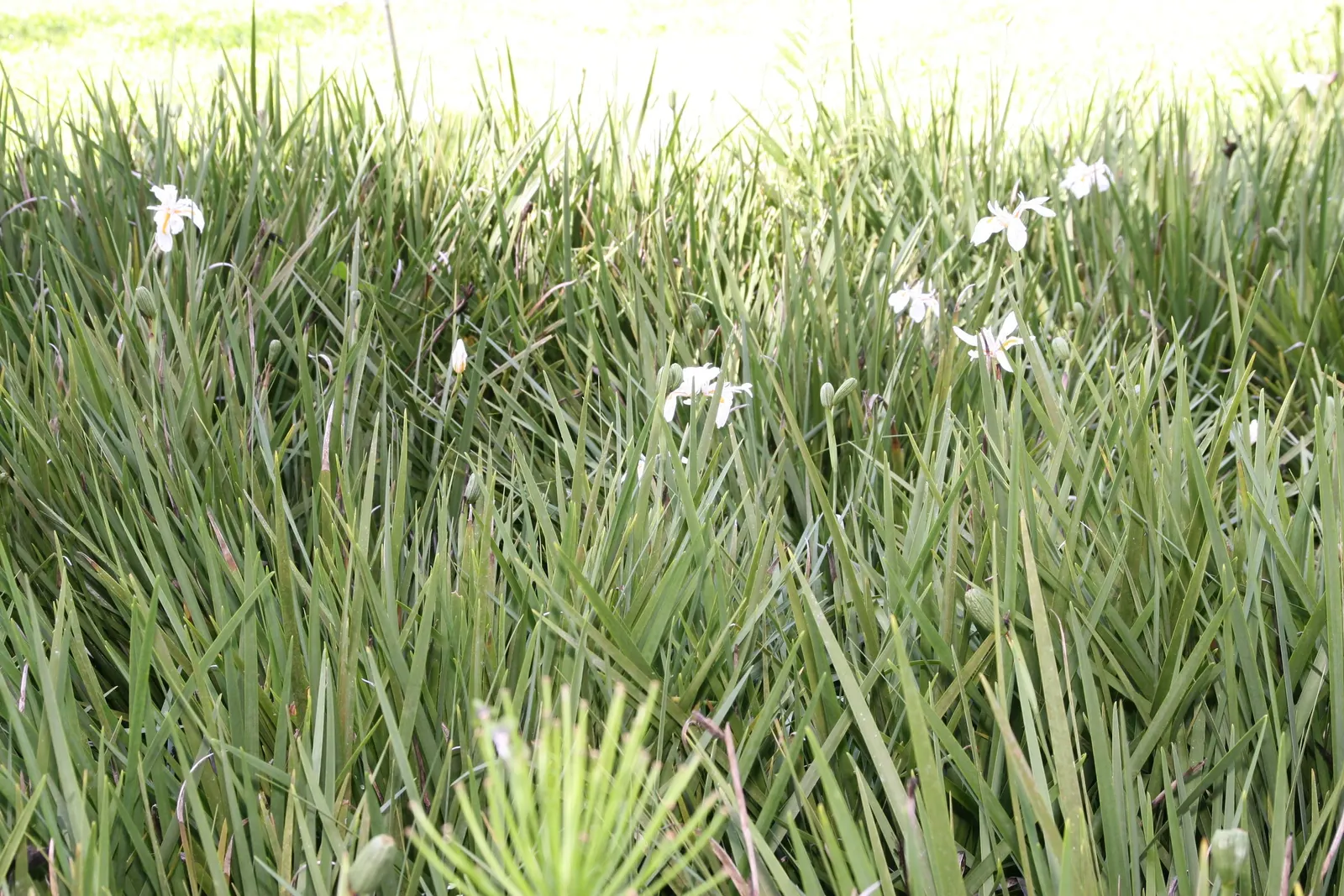 African Iris (Dietes Iridioides) — The African Iris, Dietes iridioides, is a perennial plant flourishing in USDA zones 8-11