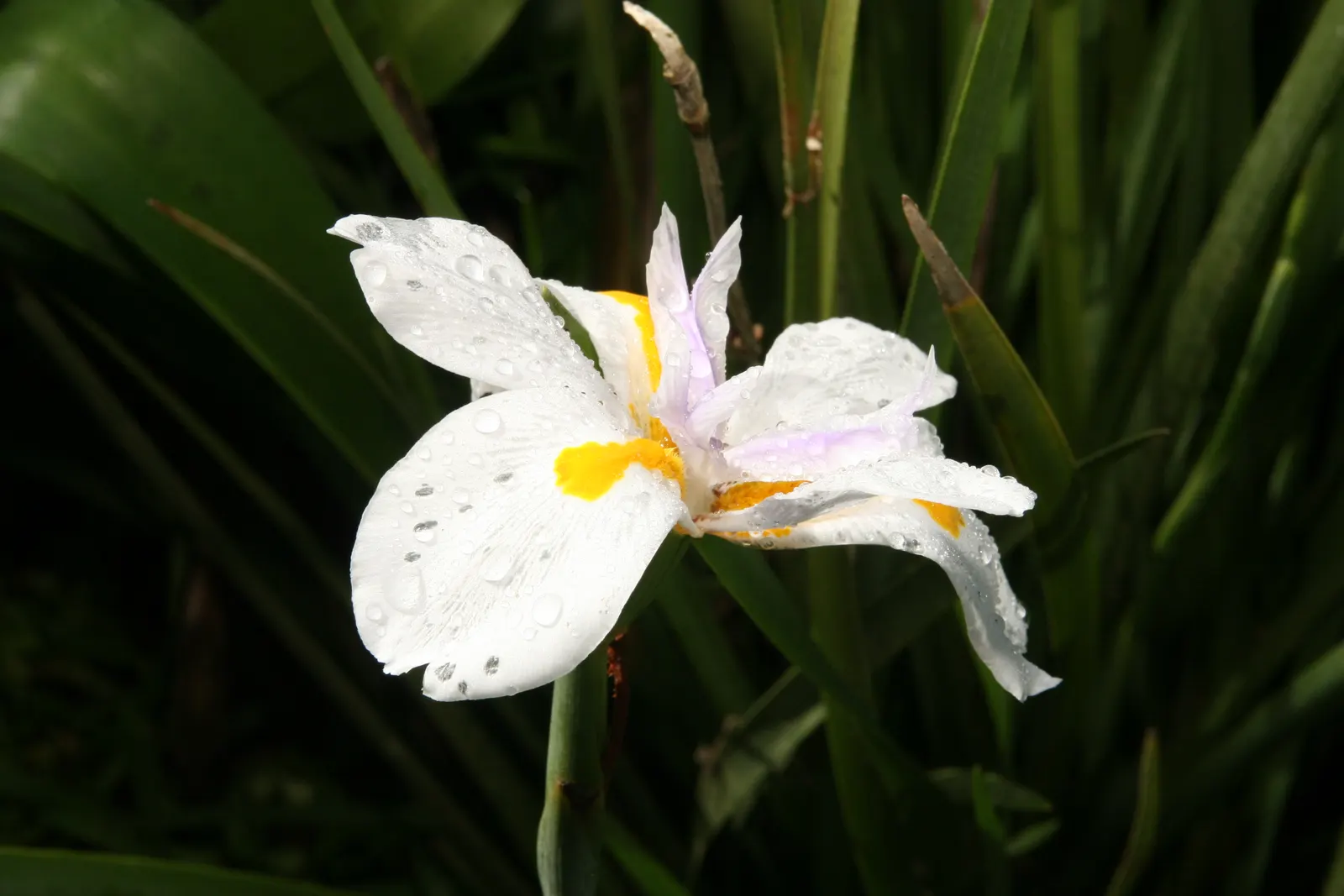 African Iris (Dietes Iridioides) — It is adaptable to different soil types; originating in Southern Africa
