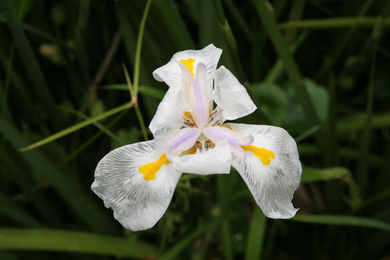 African Iris (Dietes Iridioides) — typically reaching a height of 2 to 3 feet with a similar spread; its white blossoms, marked by yellow and, image 90