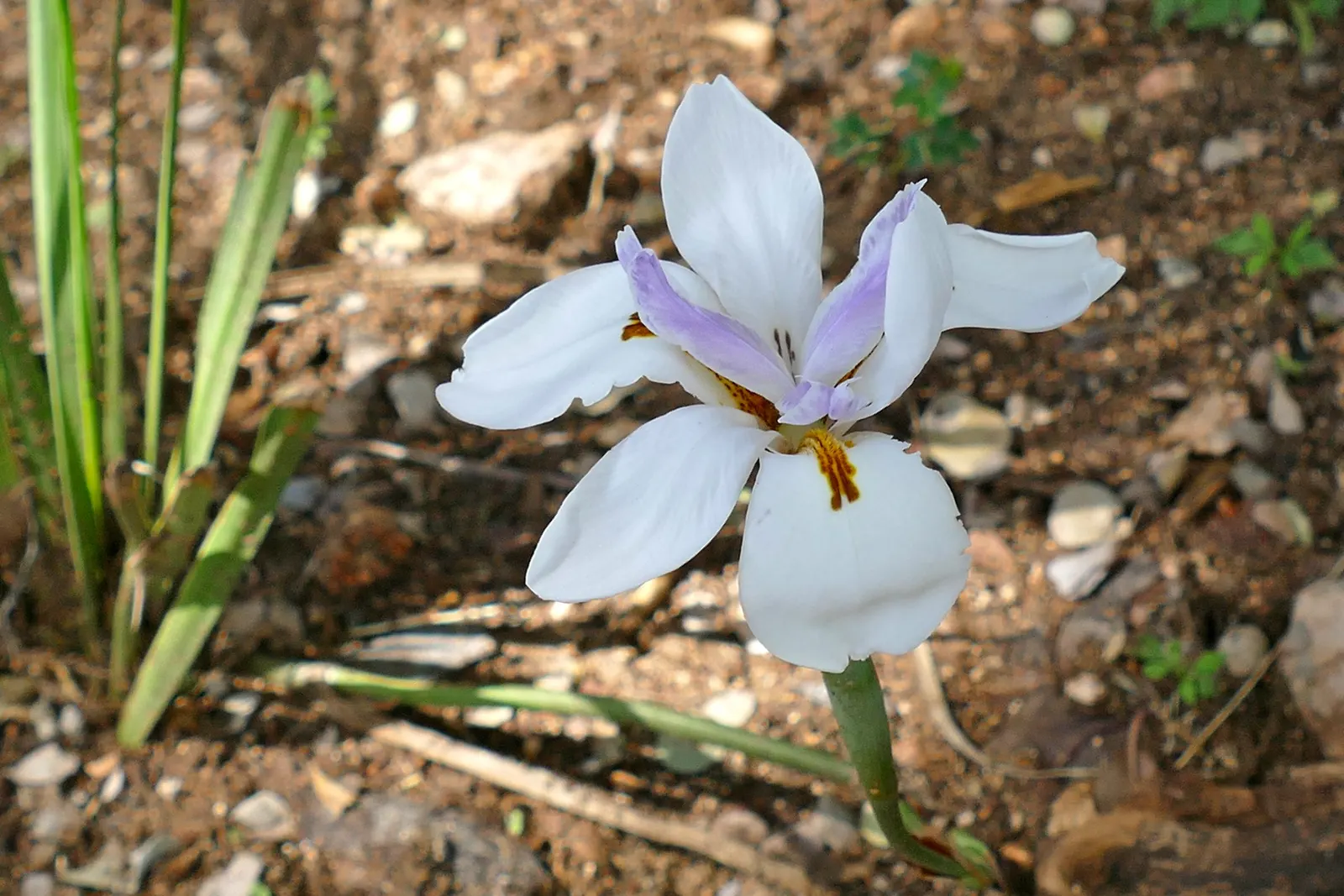 African Iris (Dietes Iridioides) — Its white blossoms, marked by yellow and violet accents, open intermittently in spring and summer; peaking in, image 81
