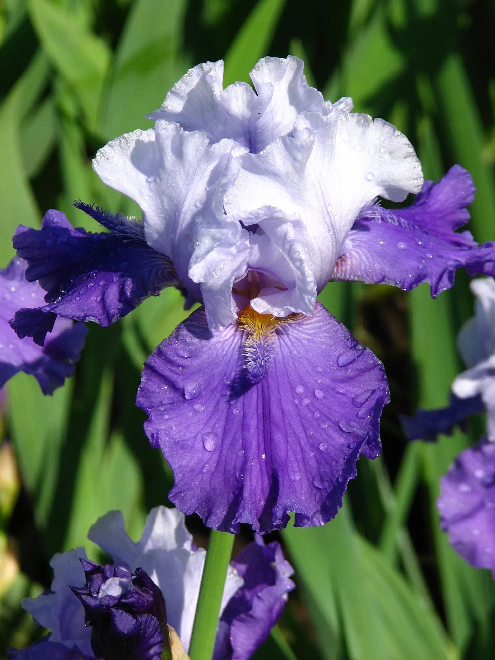 African Iris (Dietes Iridioides) — The African Iris, Dietes iridioides, is a perennial plant flourishing in USDA zones 8-11; it thrives in full sun, image 79