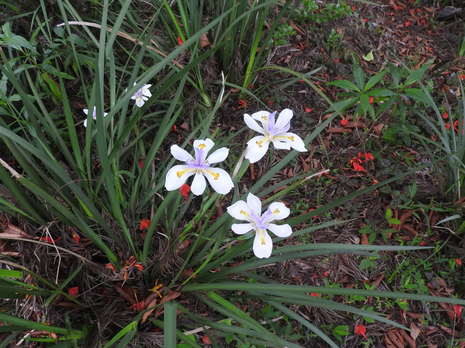 African Iris (Dietes Iridioides) — branching stalks intermittently throughout the year; typically reaching a height of 2 to 3 feet with a similar, image 69