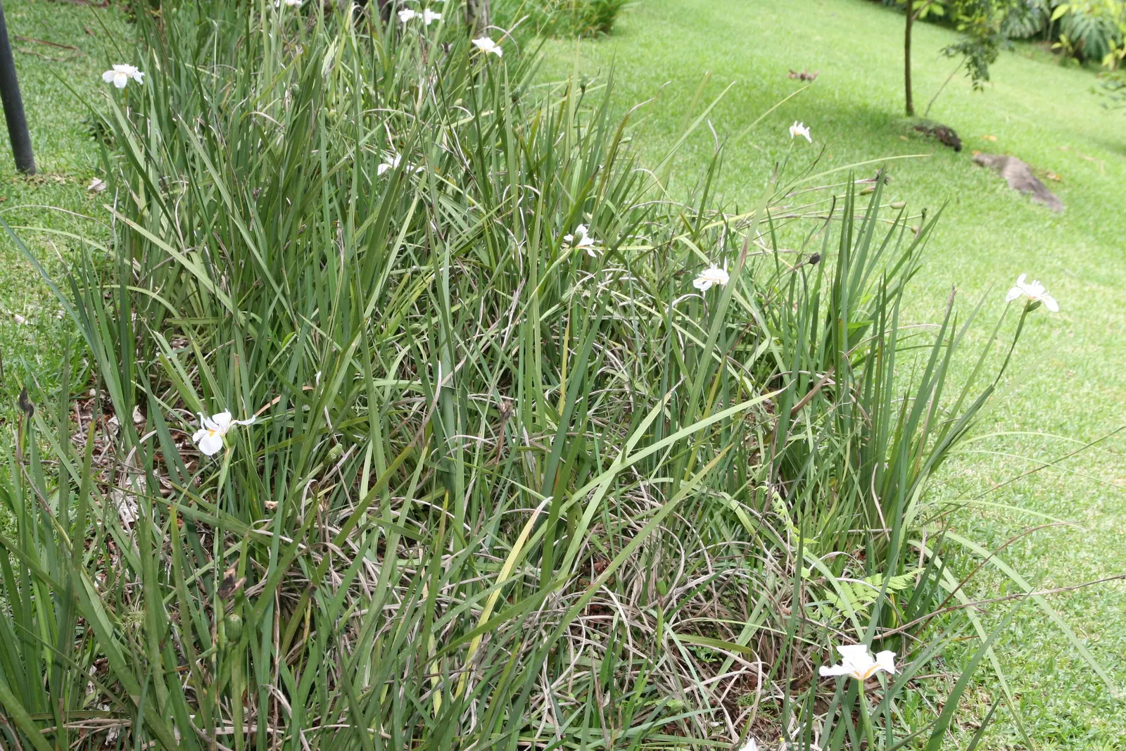 African Iris (Dietes Iridioides) — Originating in Southern Africa; it is adaptable to different soil types
