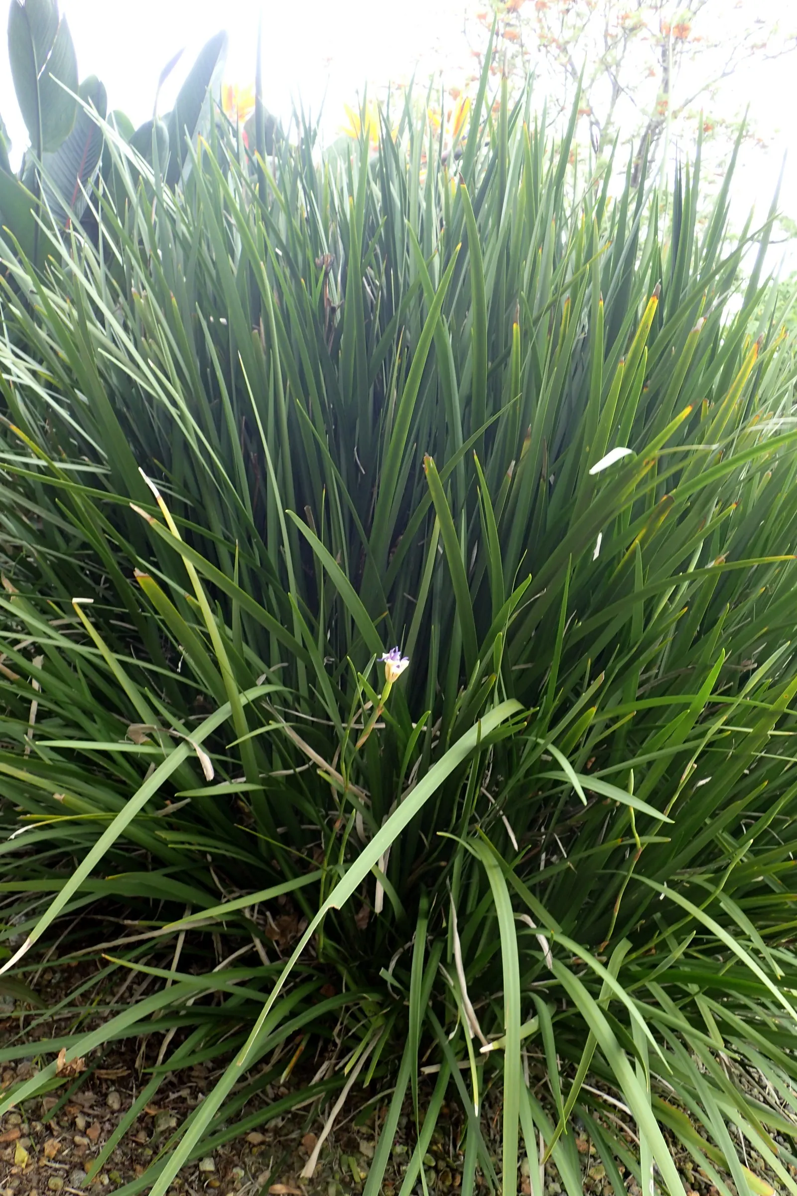 African Iris (Dietes Iridioides) — Low maintenance, it's ideal for accent planting and mass groupings in diverse landscape designs; is a hardy and, image 57