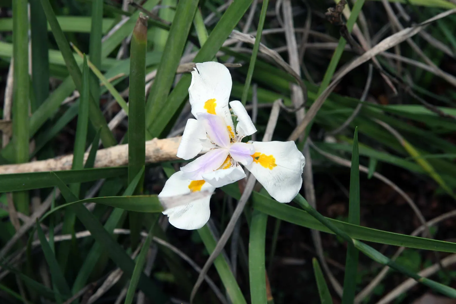 African Iris (Dietes Iridioides) — It thrives in full sun to partial shade and demands well-draining soil