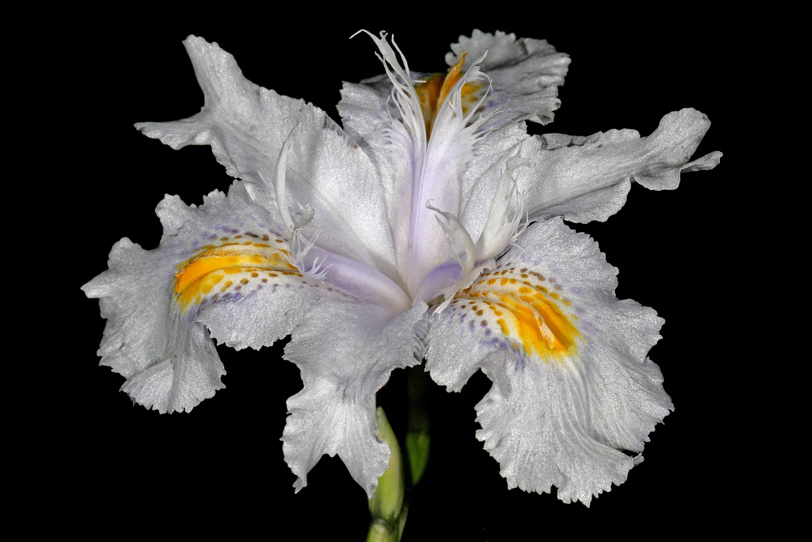 African Iris (Dietes Iridioides) — Maintenance is relatively low; removing spent flowers can encourage reblooming; but benefits from a layer of, image 74