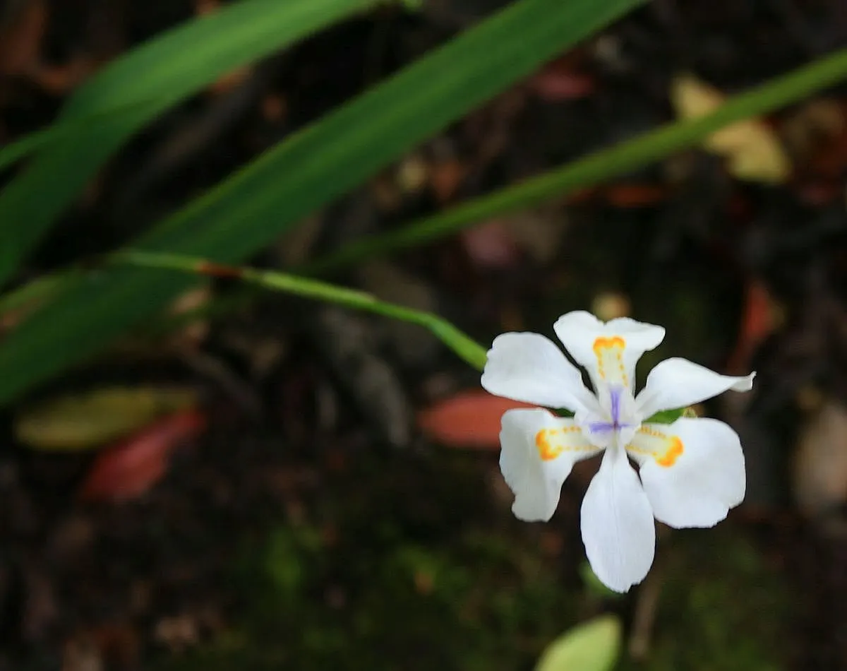 African Iris (Dietes Iridioides) — but benefits from a layer of mulch to maintain soil moisture consistency; about 3 inches in diameter, image 73