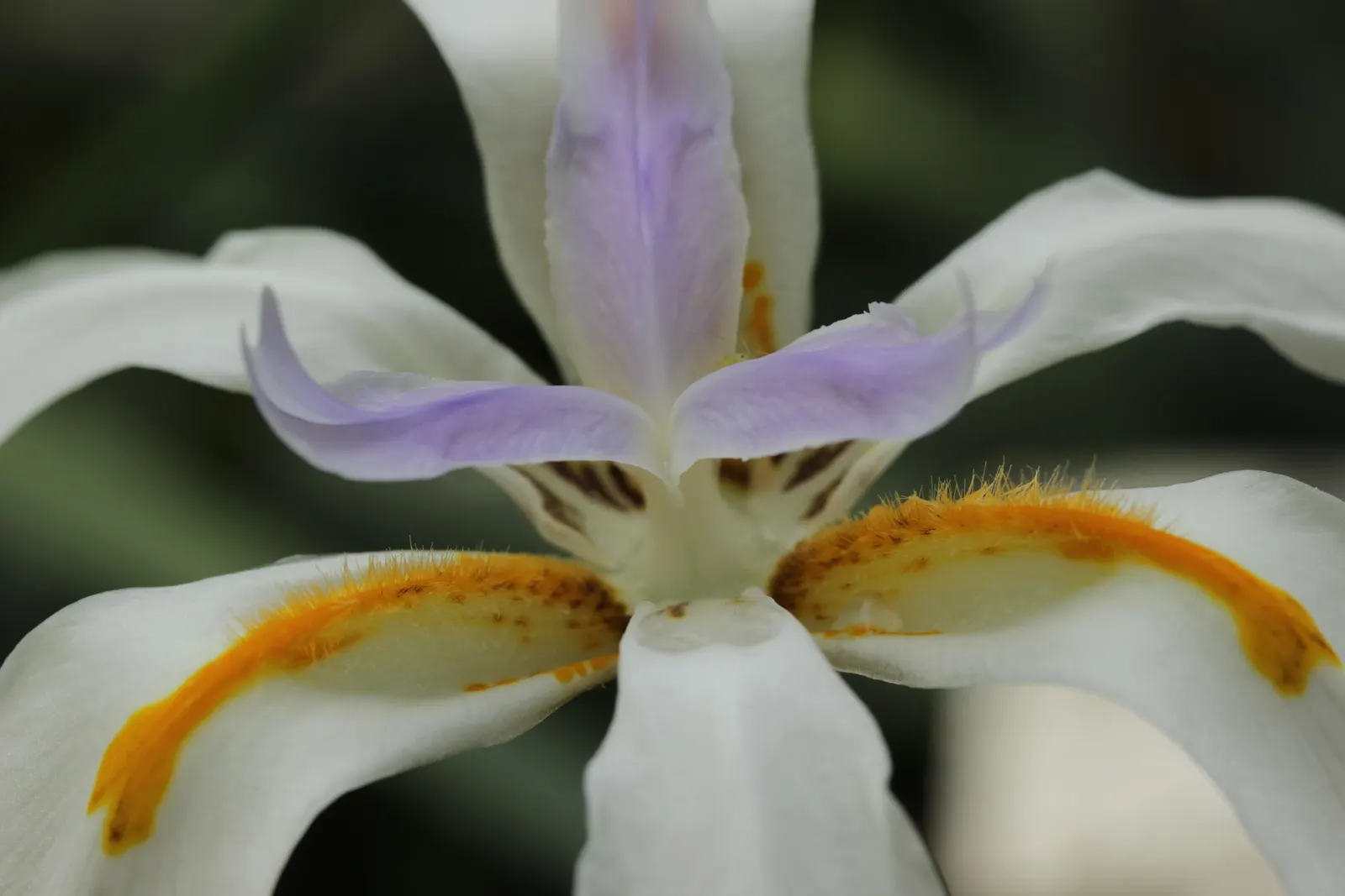 African Iris (Dietes Iridioides) — it thrives in USDA Hardiness Zones 8-11