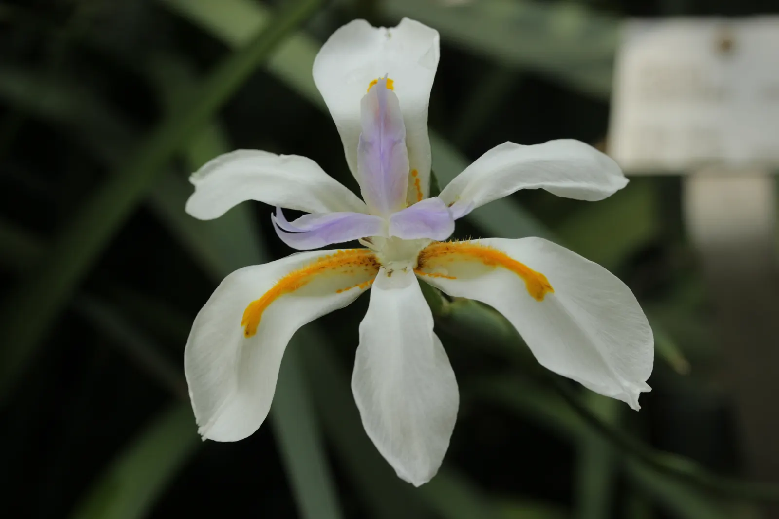 African Iris (Dietes Iridioides) — about 3 inches in diameter; branching stalks intermittently throughout the year, image 66