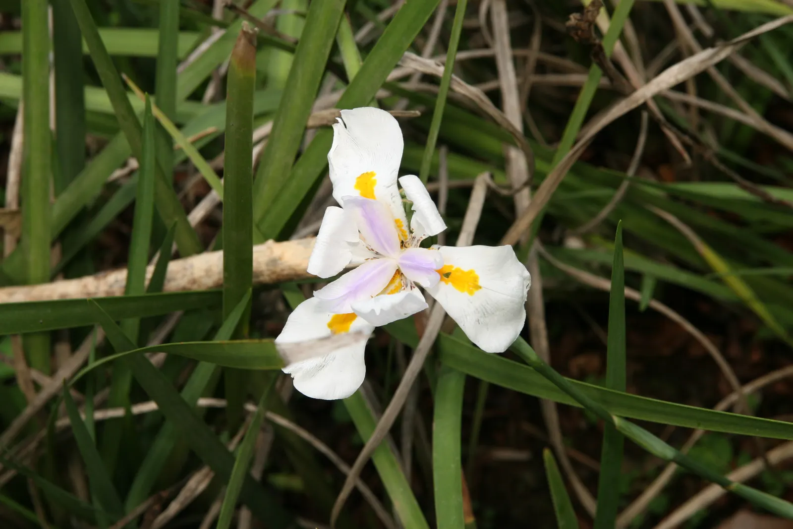 African Iris (Dietes Iridioides) — Originating in Southern Africa; it is adaptable to different soil types, image 85