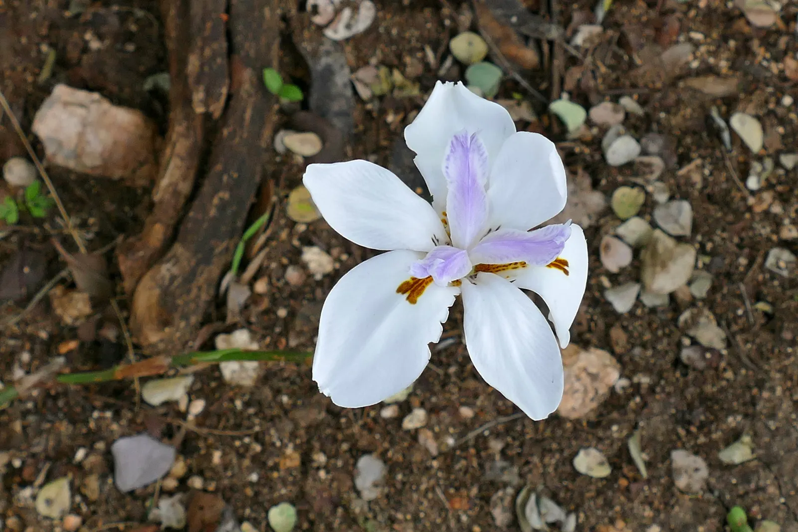African Iris (Dietes Iridioides) — about 3 inches in diameter; branching stalks intermittently throughout the year, image 92