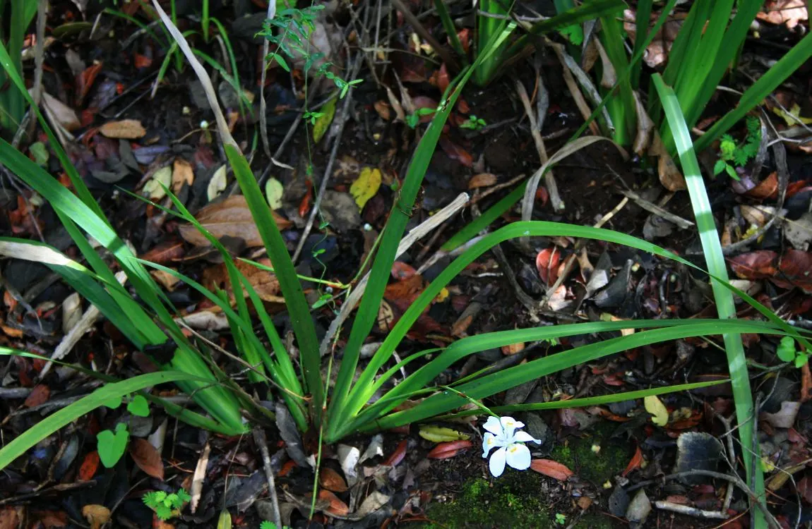 African Iris (Dietes Iridioides) — emanating from rhizomatous rootstalks; maintenance is relatively low; removing spent flowers can encourage, image 89