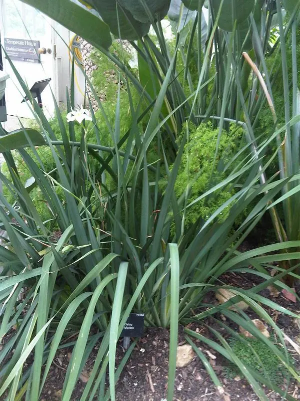 African Iris (Dietes Iridioides) — emanating from rhizomatous rootstalks; maintenance is relatively low; removing spent flowers can encourage, image 63
