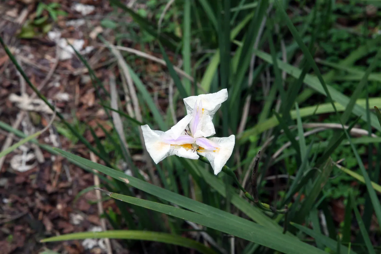African Iris (Dietes Iridioides) — It thrives in full sun to partial shade and demands well-draining soil; perennial with multi-colored and white, image 56