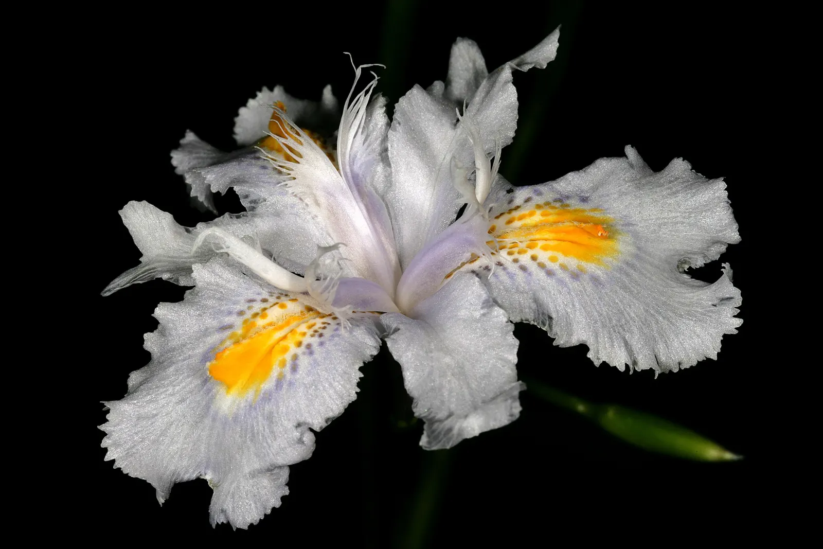 African Iris (Dietes Iridioides) — but benefits from a layer of mulch to maintain soil moisture consistency; about 3 inches in diameter