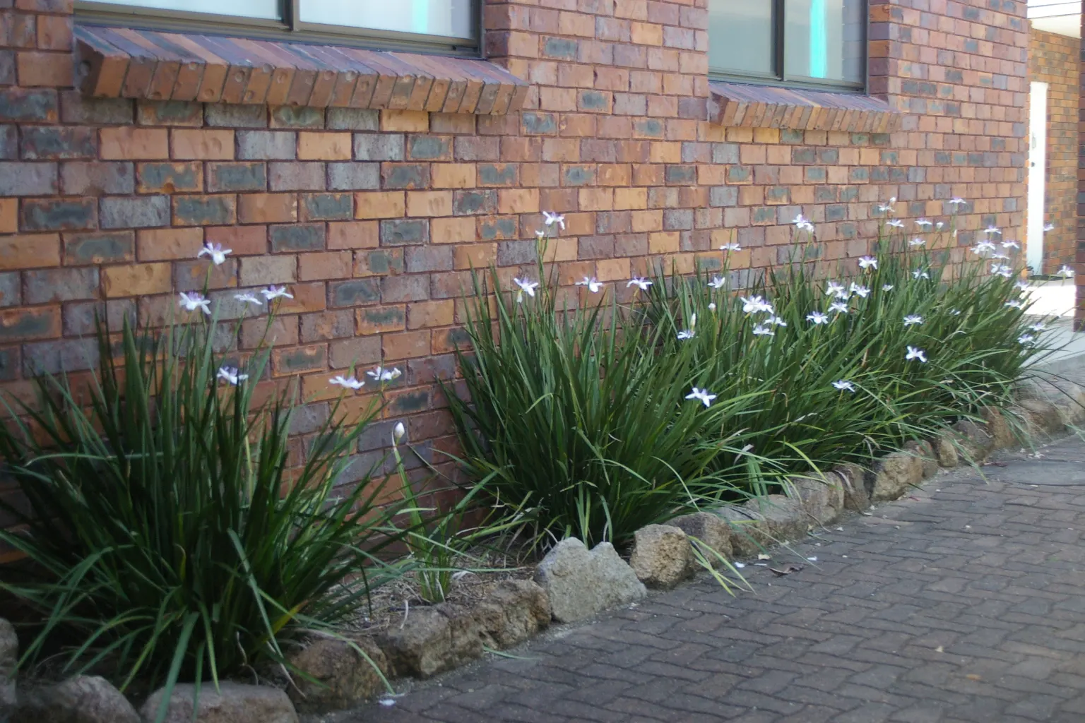 African Iris (Dietes Iridioides) — display pristine white petals marked with delicate yellow and violet-blue patterns; multi-colored and white flowers in the