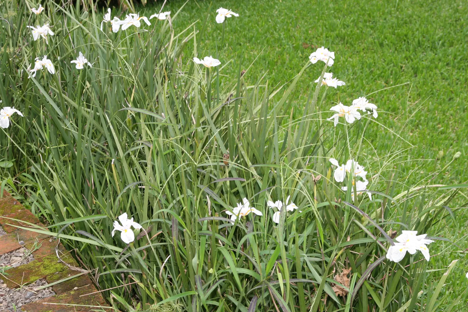 African Iris (Dietes Iridioides) — It is adaptable to different soil types