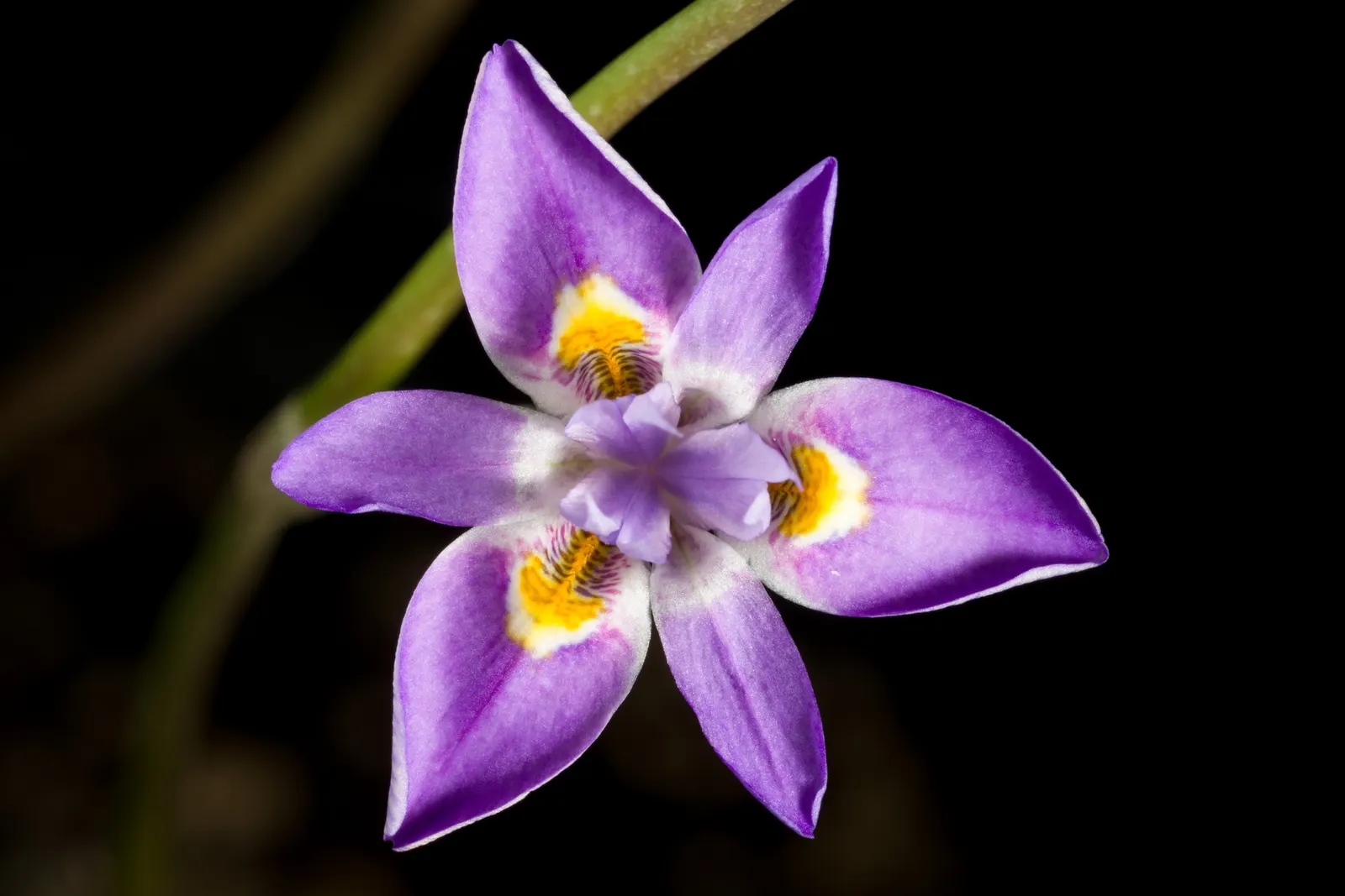 African Iris (Dietes Iridioides) — Its white blossoms, marked by yellow and violet accents, open intermittently in spring and summer