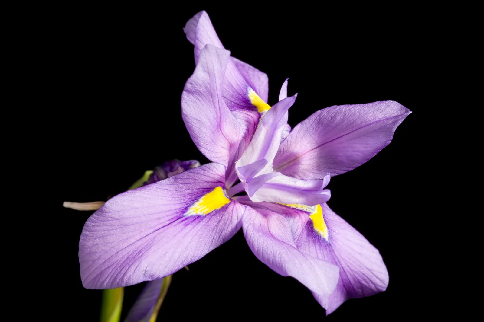 African Iris (Dietes Iridioides) — multi-colored and white flowers in the garden; showing remarkable tolerance to a range of conditions