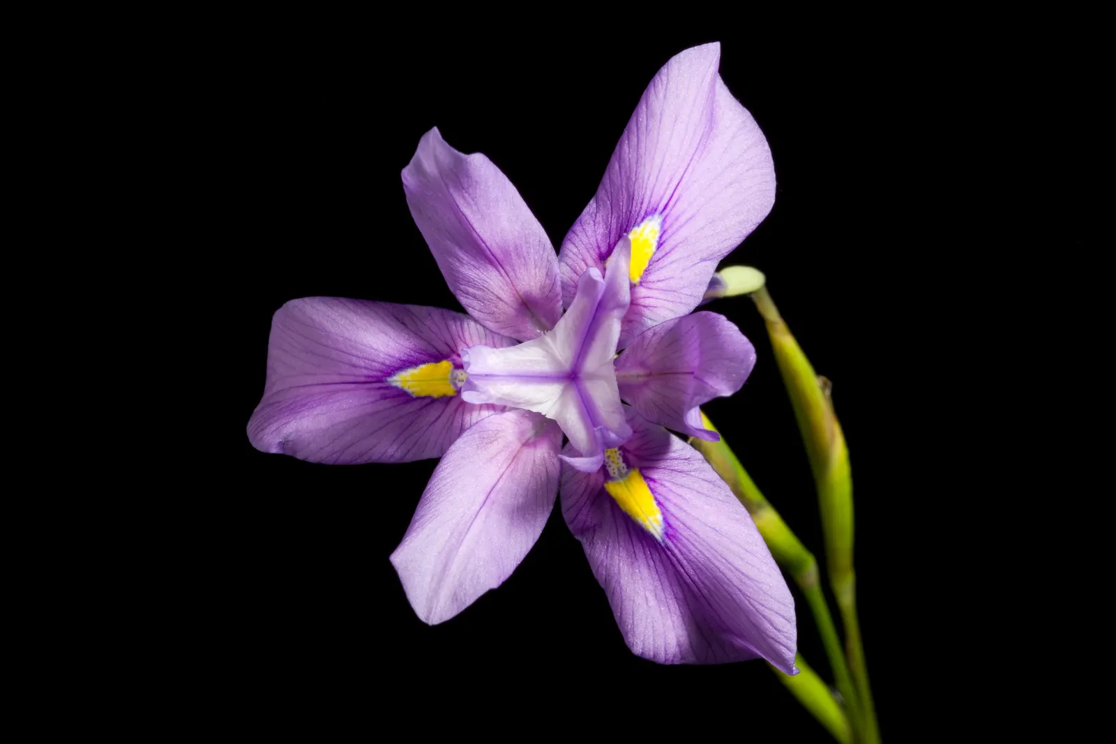 African Iris (Dietes Iridioides) — but benefits from a layer of mulch to maintain soil moisture consistency