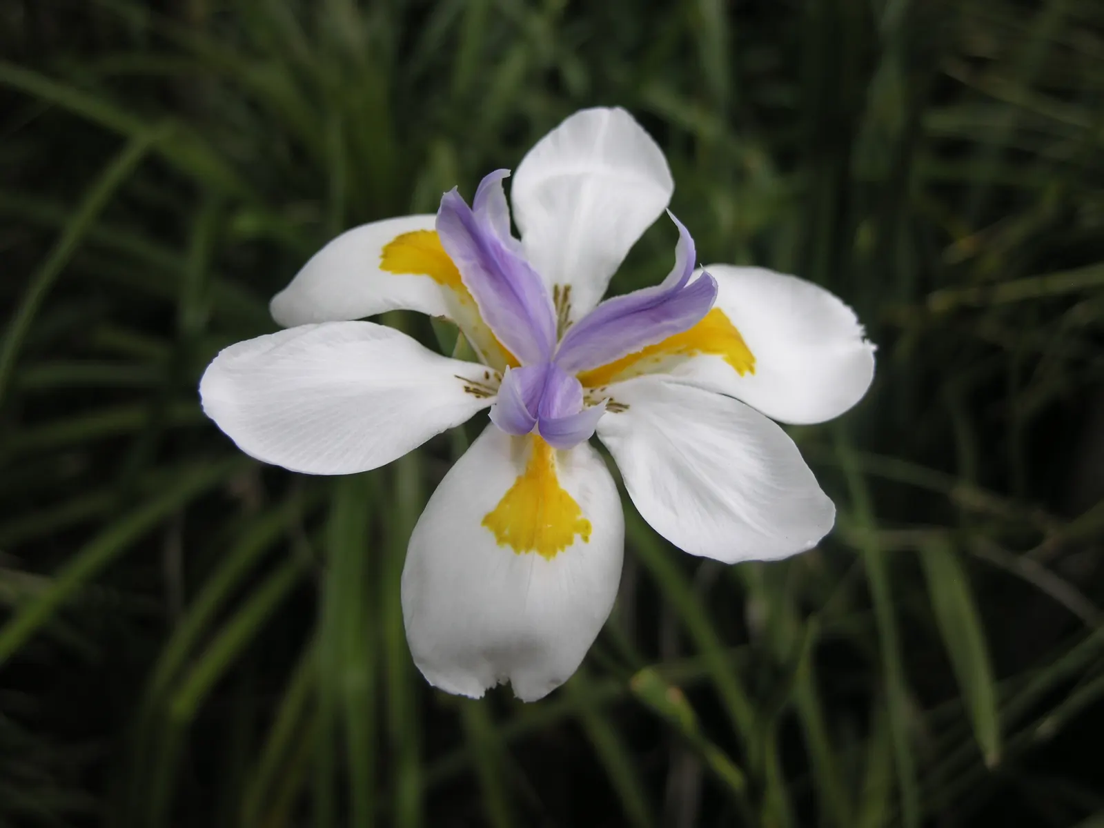 African Iris (Dietes Iridioides) — multi-colored and white flowers in the garden; showing remarkable tolerance to a range of conditions, image 76