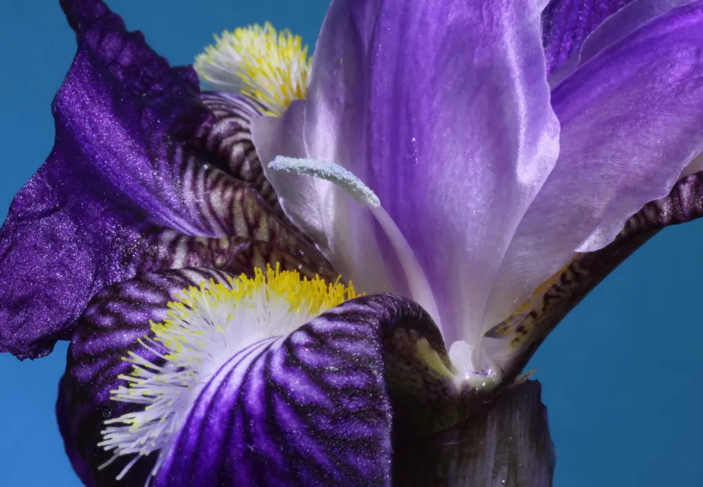 African Iris (Dietes Iridioides) — The African Iris, Dietes iridioides, is a perennial plant flourishing in USDA zones 8-11; it thrives in full sun, image 53