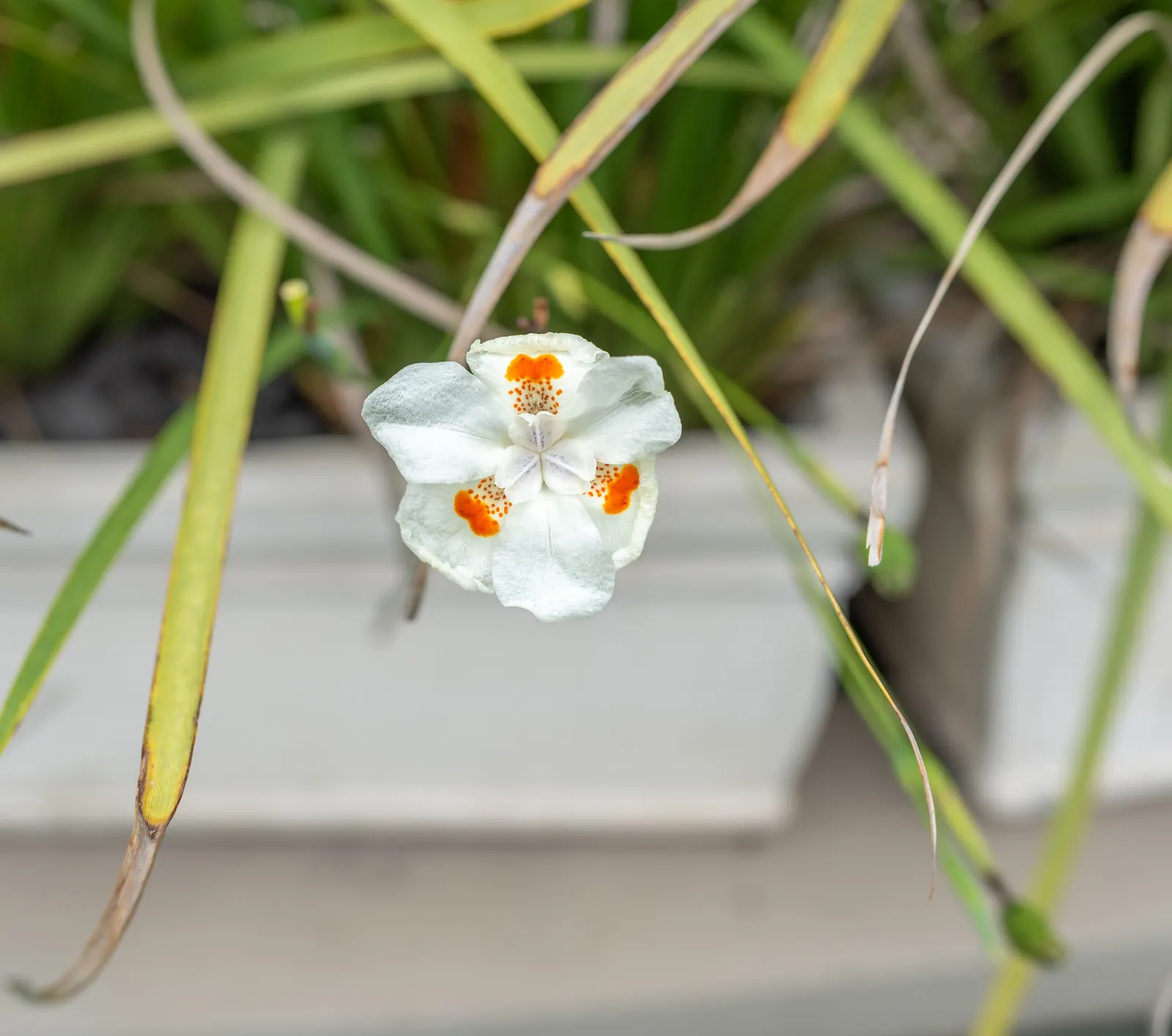 African Iris (Dietes Iridioides) — showing remarkable tolerance to a range of conditions; it thrives in USDA Hardiness Zones 8-11, image 61