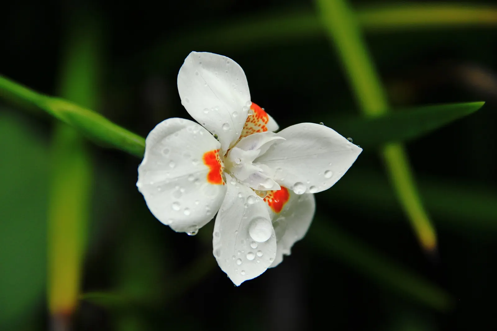 African Iris (Dietes Iridioides) — from brief droughts to occasional frosts.<br><br>This evergreen plant forms clumps of arching; display pristine, image 88