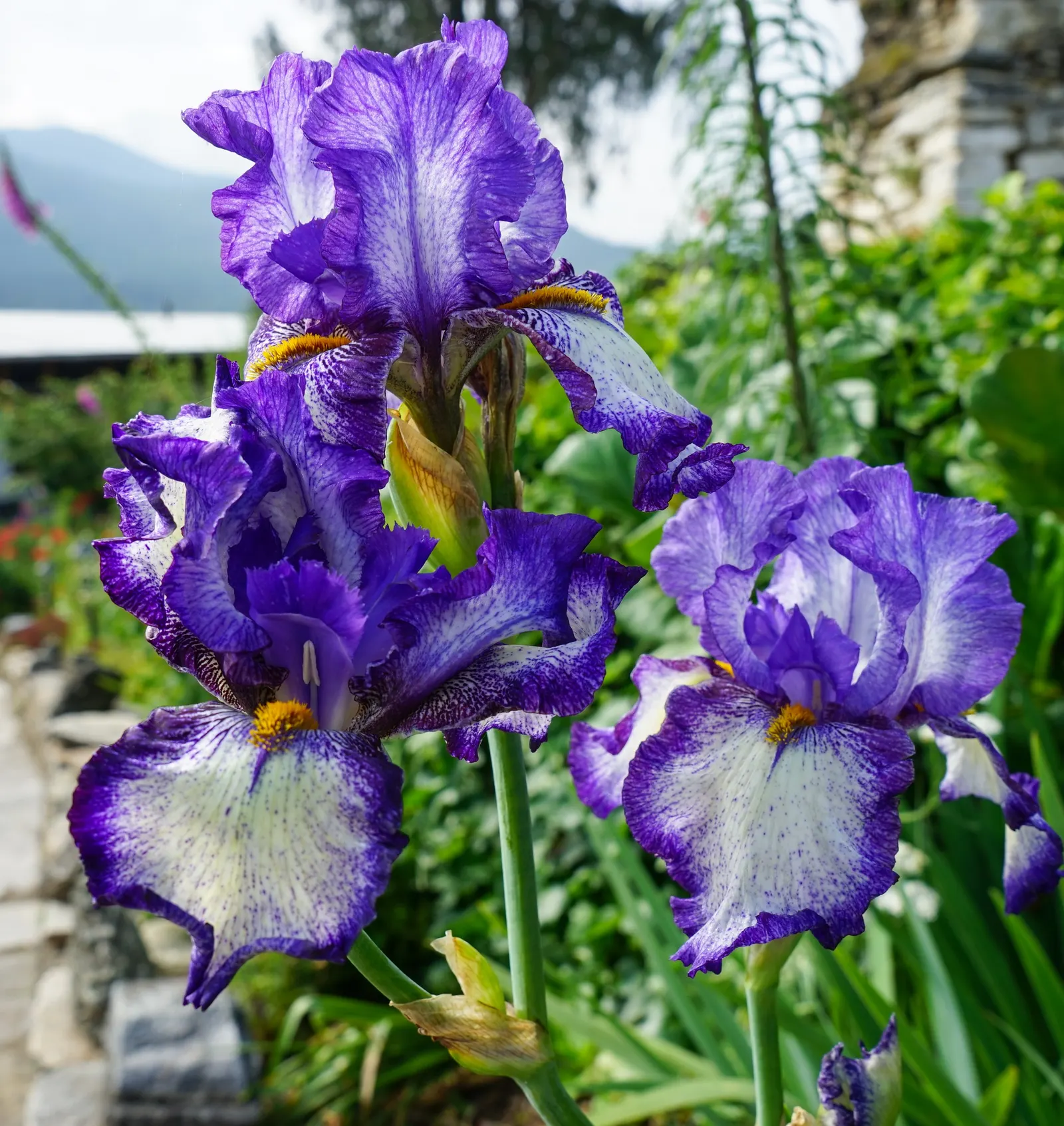 African Iris (Dietes Iridioides) — African Iris works well in mass plantings; reaching 2-3ft in height and spread, it exhibits a clumping habit, image 75