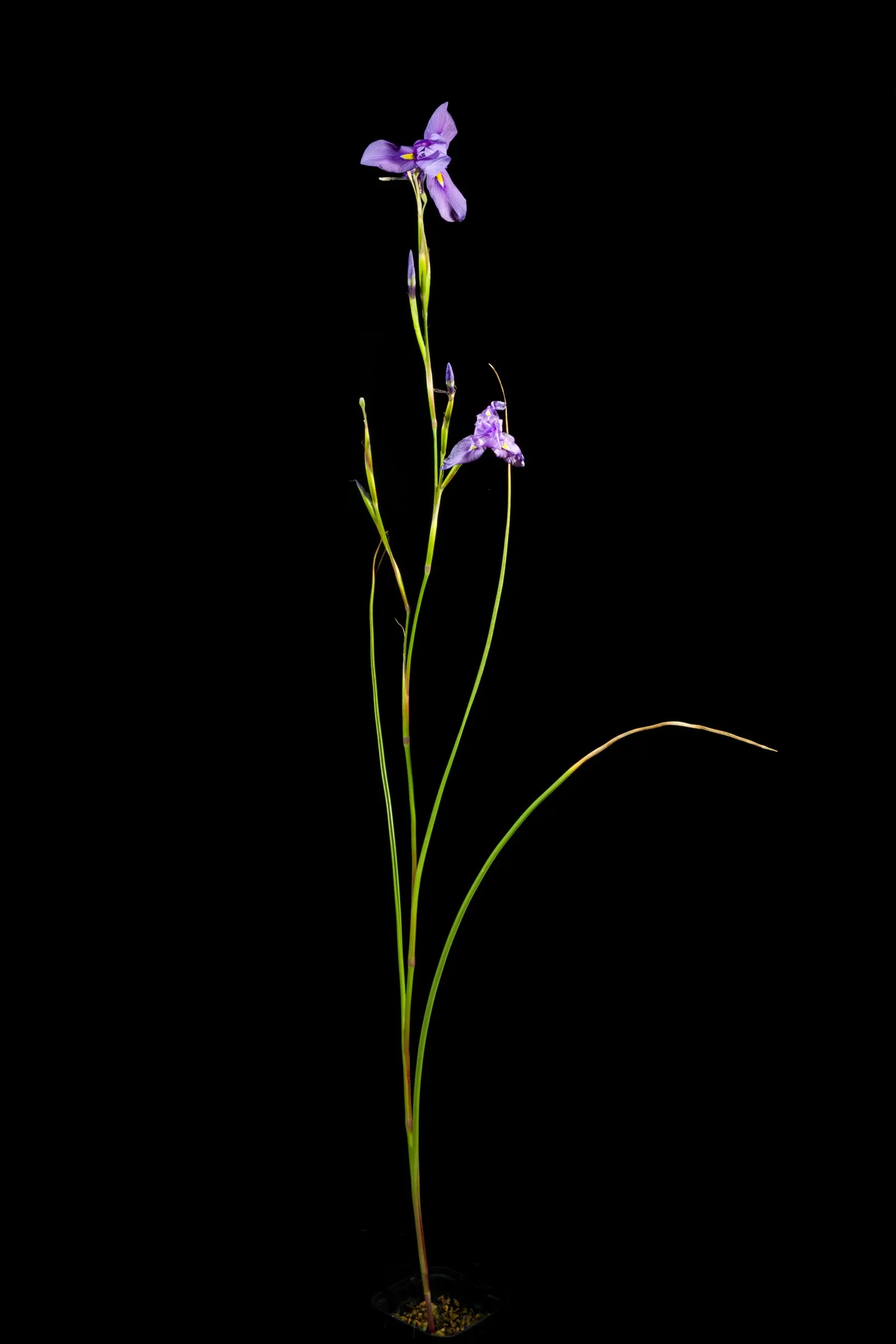 African Iris (Dietes Iridioides) — It thrives in full sun to partial shade and demands well-draining soil; perennial with multi-colored and white blooms