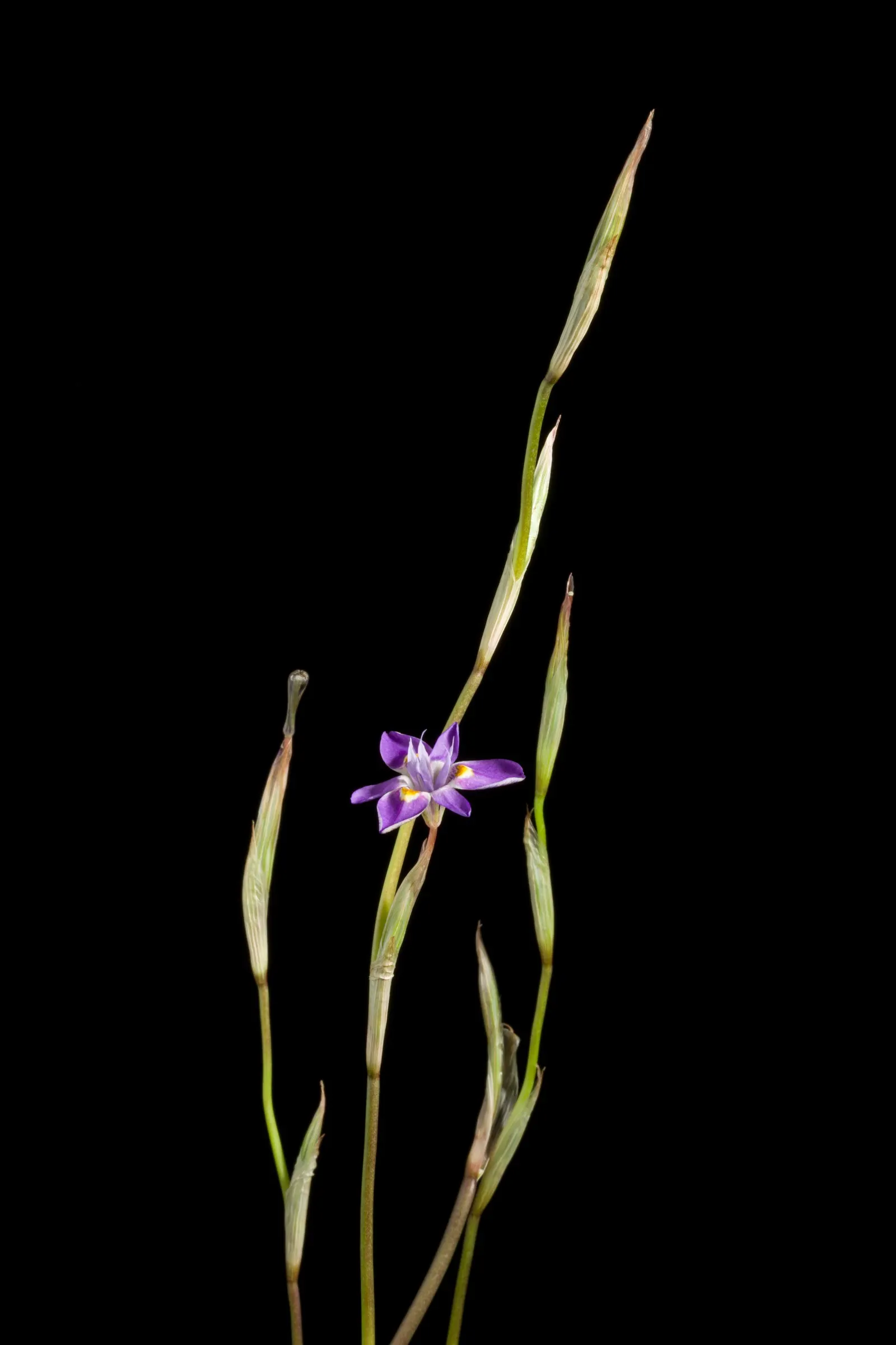 African Iris (Dietes Iridioides) — branching stalks intermittently throughout the year