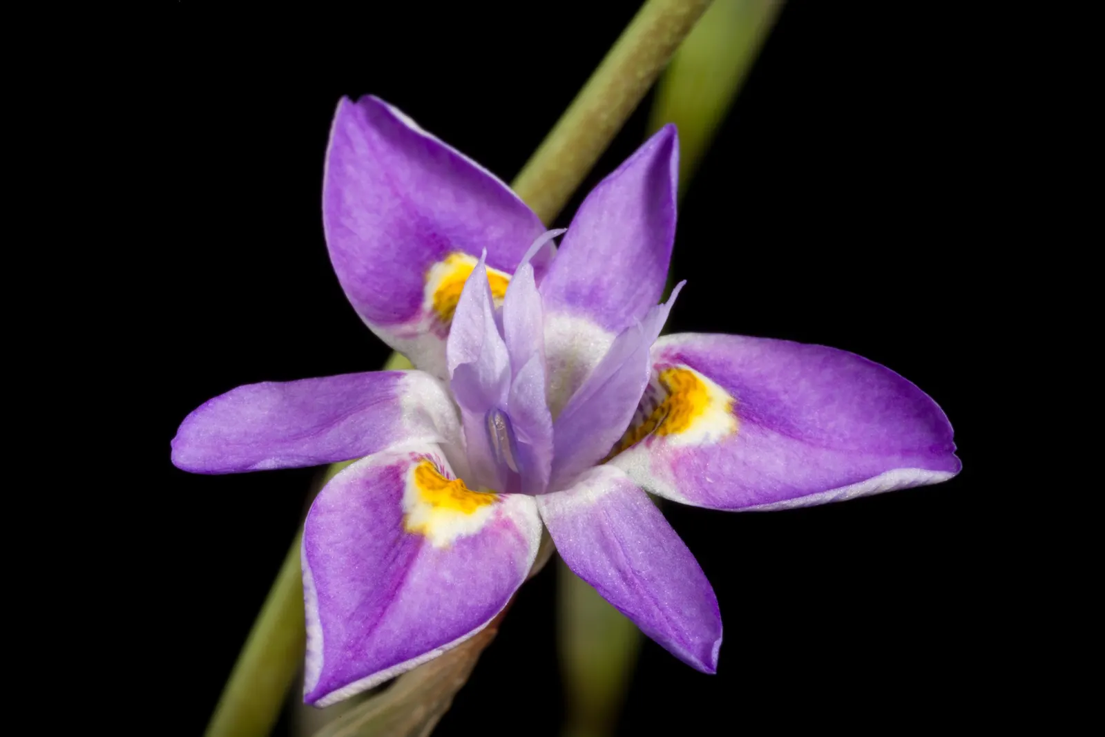 African Iris (Dietes Iridioides) — is a hardy and versatile perennial that brings graceful structure and subtle color to any landscape design; the, image 58