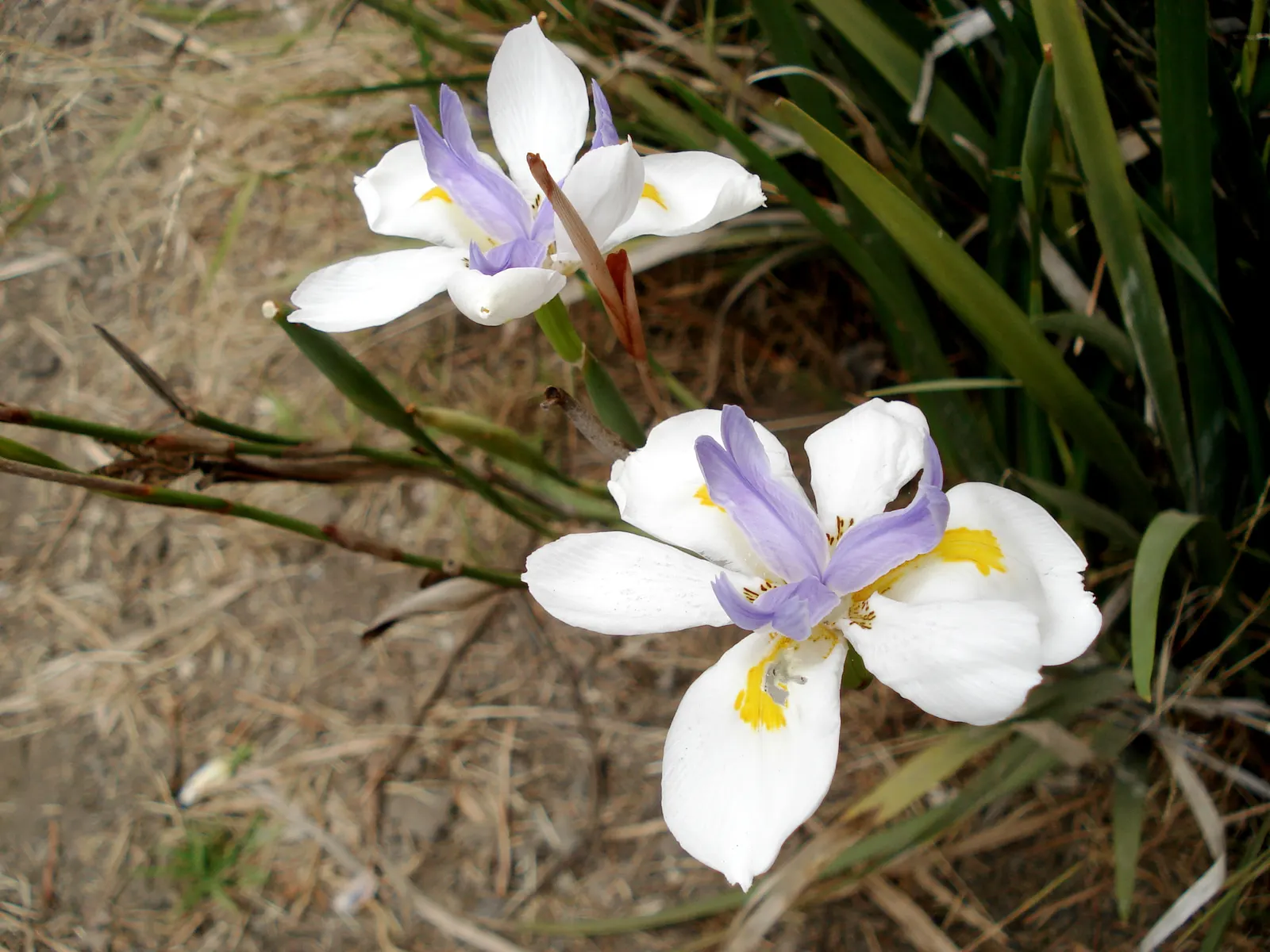 African Iris (Dietes Iridioides) — The foliage presents a light green hue and creates a dense backdrop for the star-shaped flowers; from brief, image 65
