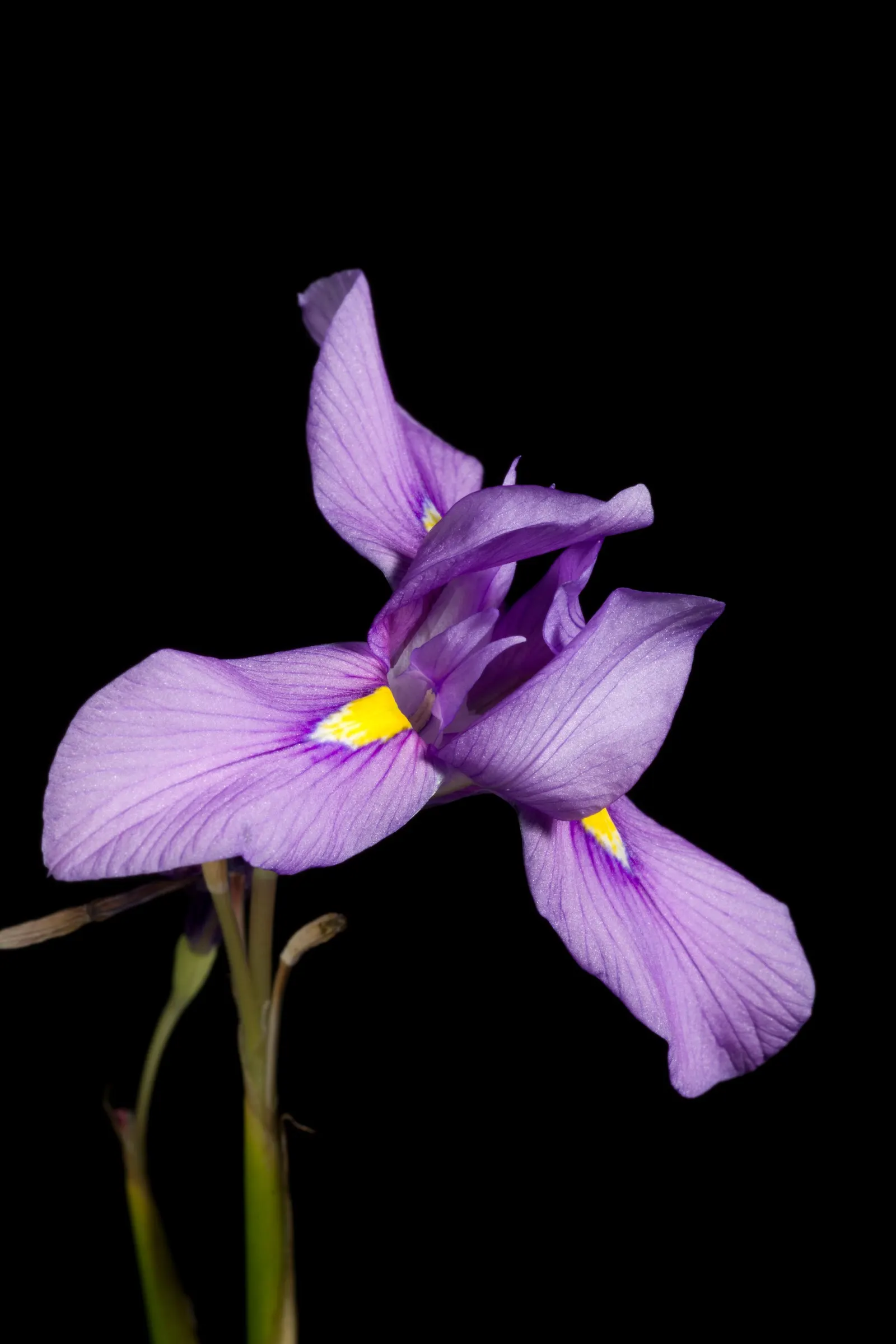 African Iris (Dietes Iridioides) — Its white blossoms, marked by yellow and violet accents, open intermittently in spring and summer; peaking in late spring