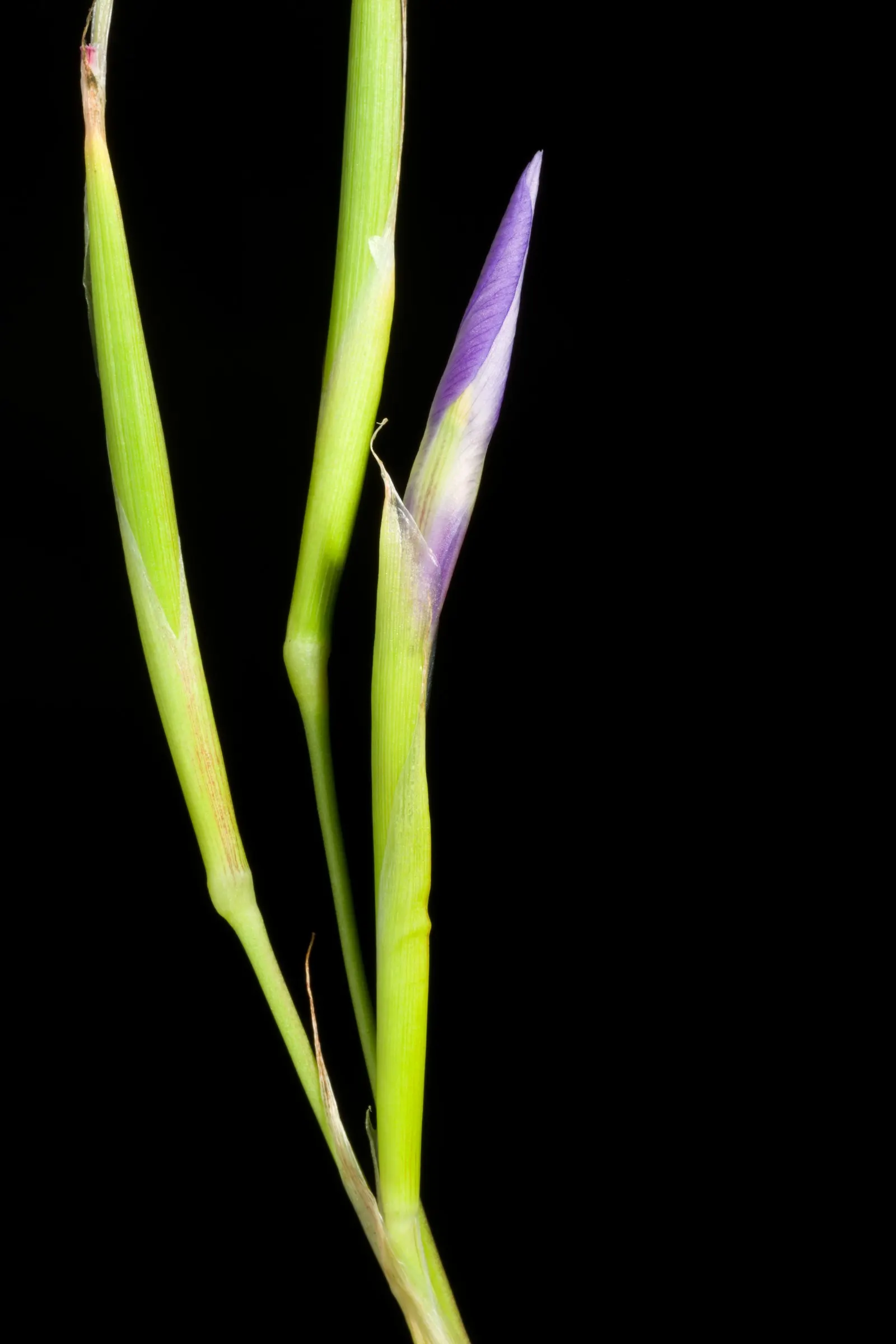 African Iris (Dietes Iridioides) — about 3 inches in diameter; branching stalks intermittently throughout the year