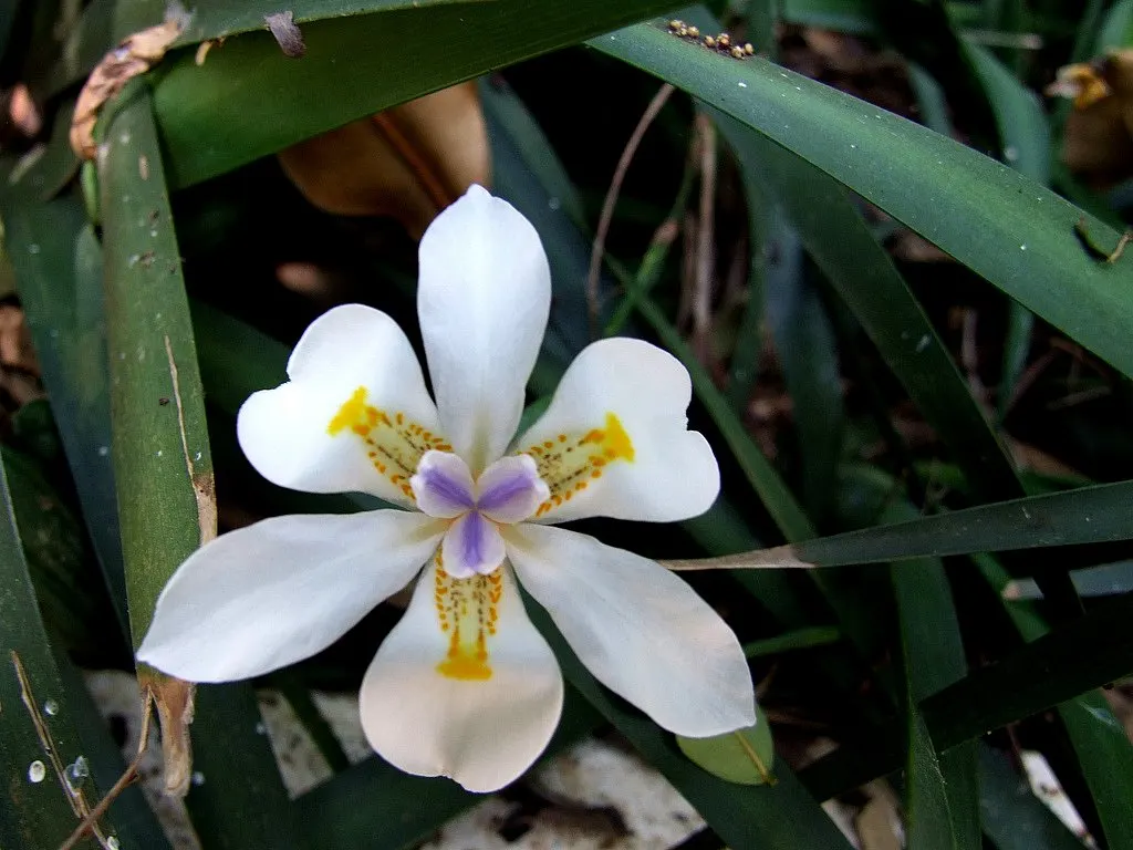 African Iris (Dietes Iridioides) — Originating in Southern Africa