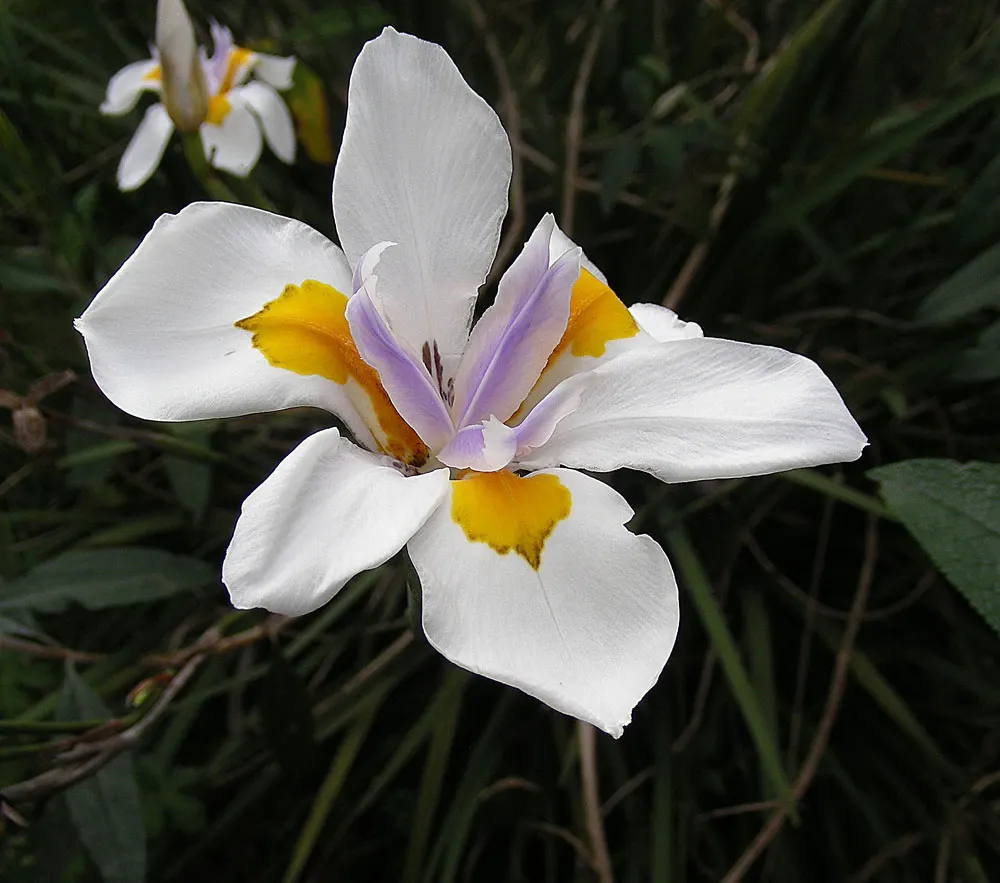 African Iris (Dietes Iridioides) — it thrives in USDA Hardiness Zones 8-11; the African Iris, Dietes iridioides, is a perennial plant flourishing, image 86