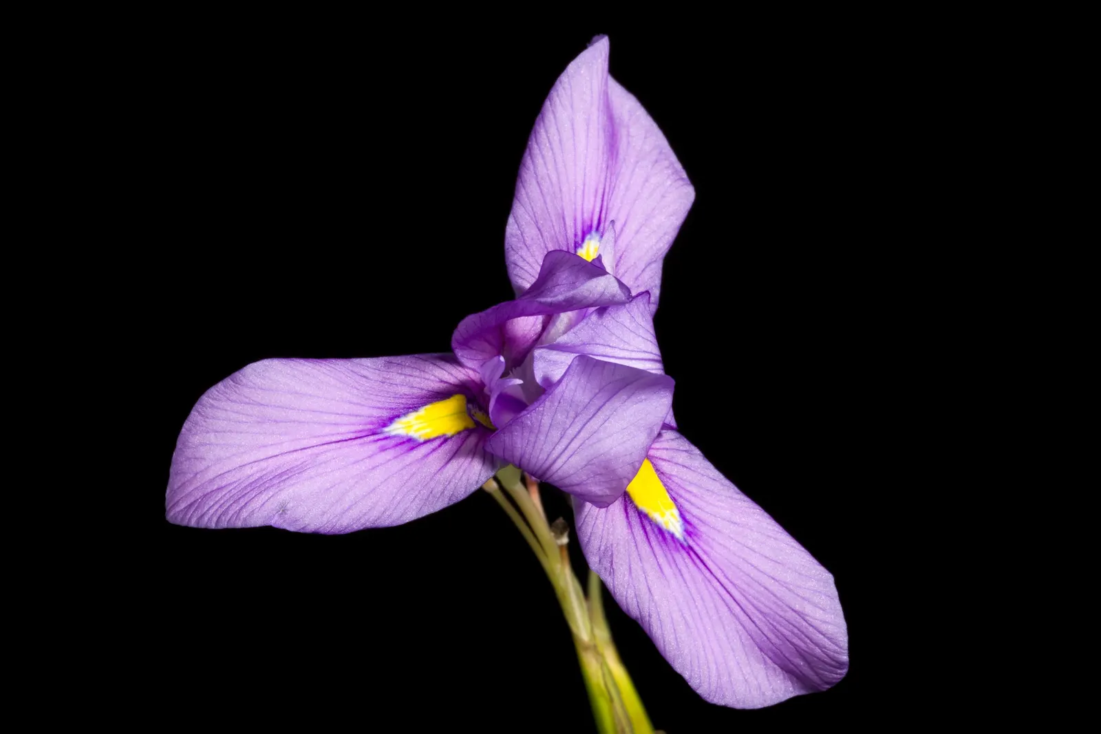 African Iris (Dietes Iridioides) — about 3 inches in diameter