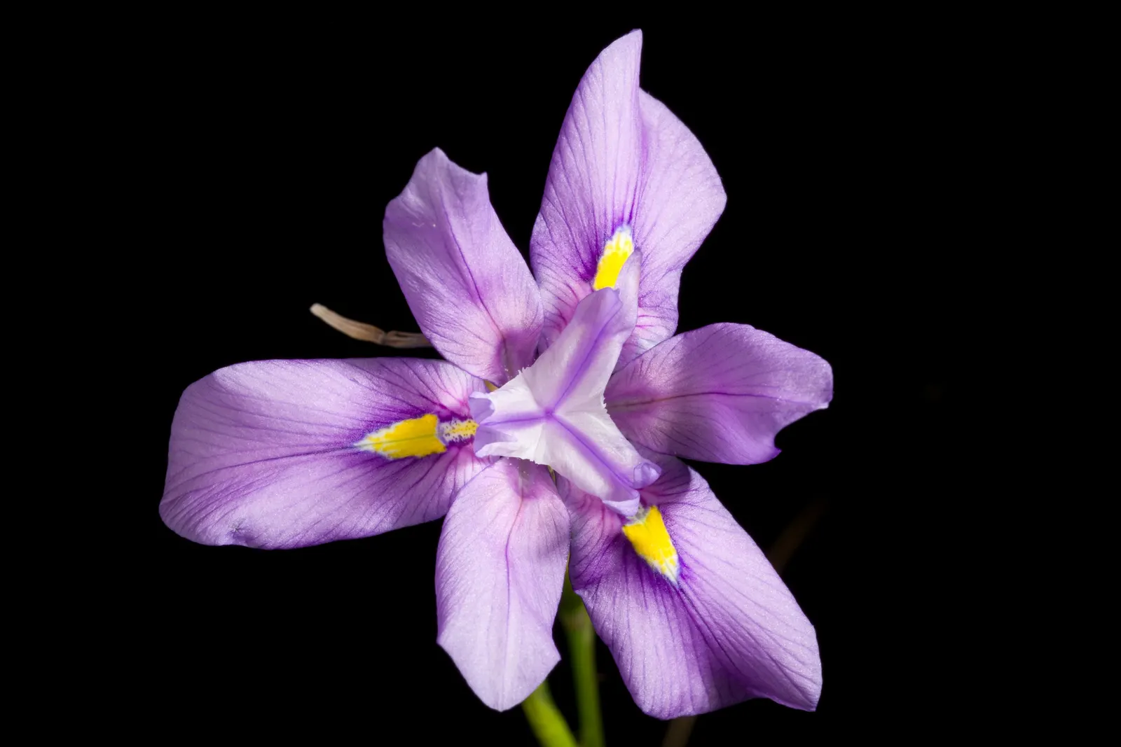African Iris (Dietes Iridioides) — showing remarkable tolerance to a range of conditions