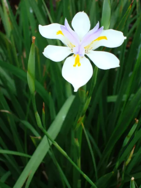 African Iris (Dietes Iridioides) — It thrives in full sun to partial shade and demands well-draining soil; perennial with multi-colored and white, image 82