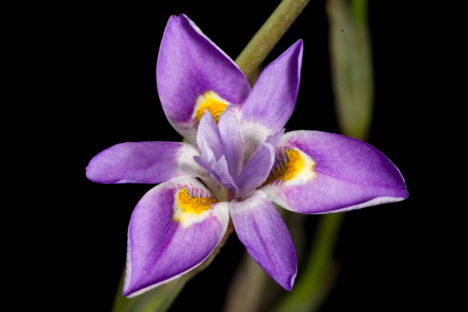 African Iris (Dietes Iridioides) — emanating from rhizomatous rootstalks; maintenance is relatively low; removing spent flowers can encourage reblooming