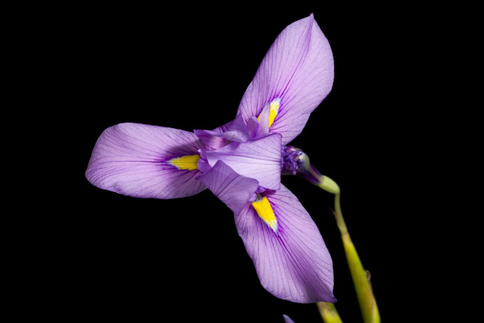 African Iris (Dietes Iridioides) — The foliage presents a light green hue and creates a dense backdrop for the star-shaped flowers; from brief, image 91