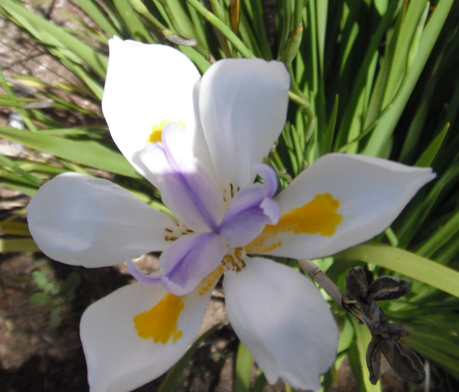 African Iris (Dietes Iridioides) — African Iris works well in mass plantings; reaching 2-3ft in height and spread, it exhibits a clumping habit with slender