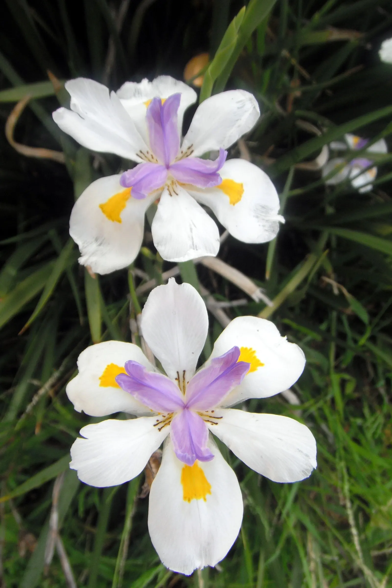 African Iris (Dietes Iridioides) — Reaching 2-3ft in height and spread, it exhibits a clumping habit with slender, arching leaves; emanating from, image 54