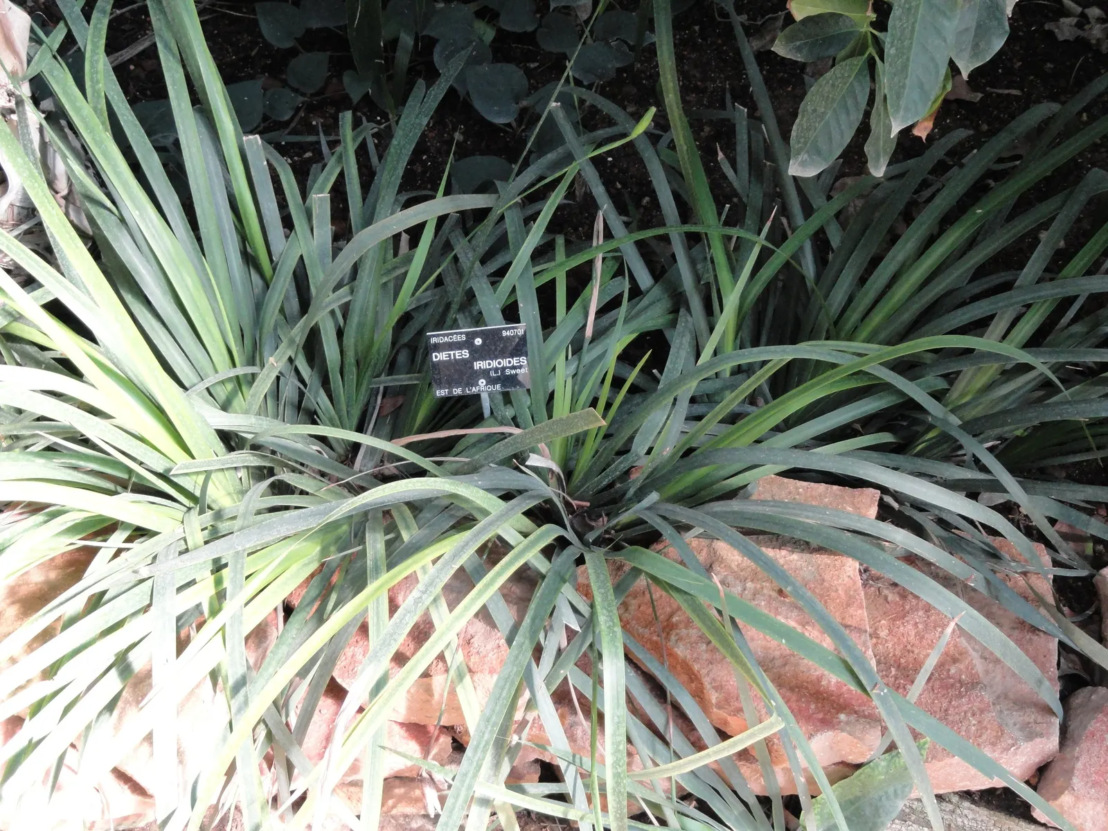 African Iris (Dietes Iridioides) — typically reaching a height of 2 to 3 feet with a similar spread; its white blossoms, marked by yellow and violet accents