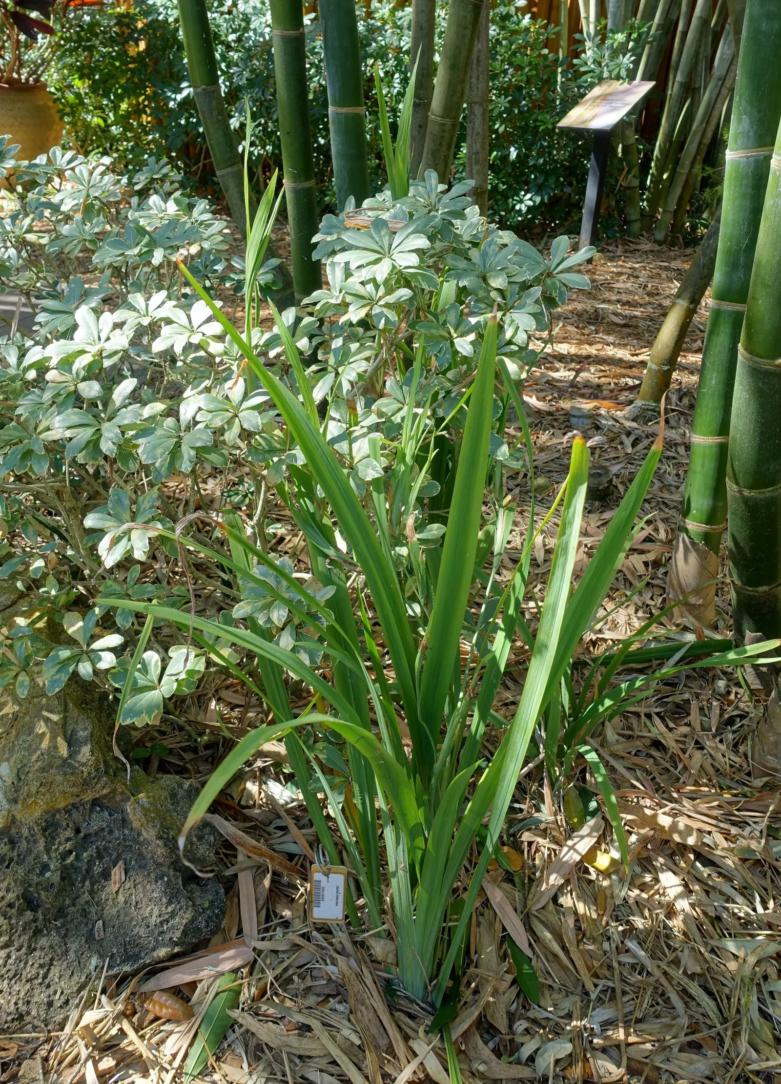 African Iris (Dietes Iridioides) — These blooms are borne on slender; low maintenance, it's ideal for accent planting and mass groupings in diverse landscape