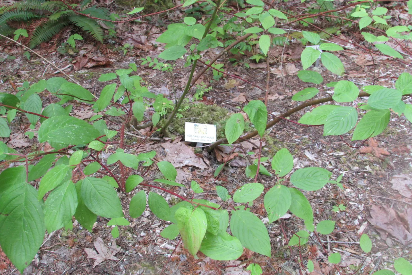 Western Dogwood (Cornus Nuttallii) — accompanied by bright red; the tree's structure can provide a commanding presence in the landscape, image 56
