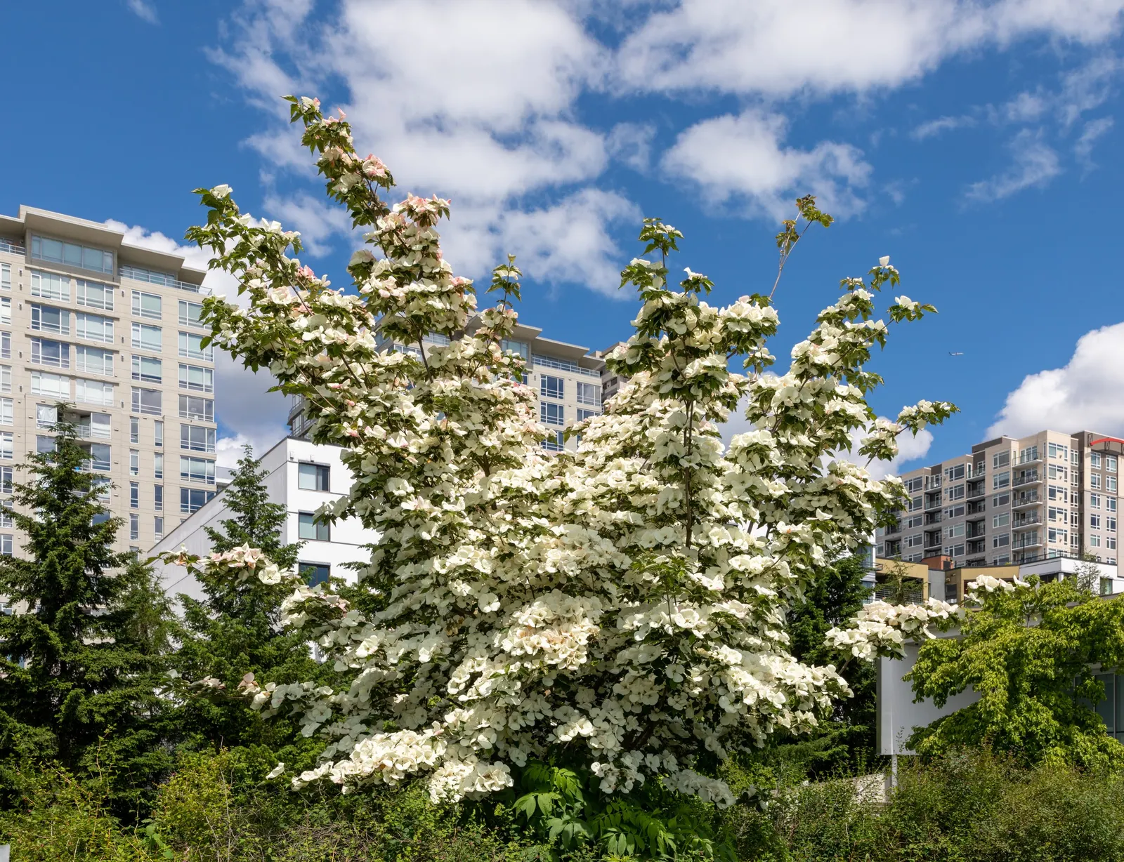 Western Dogwood (Cornus Nuttallii) — It boasts a striking spring display of white to pinkish petal-like bracts, encircling small greenish flowers