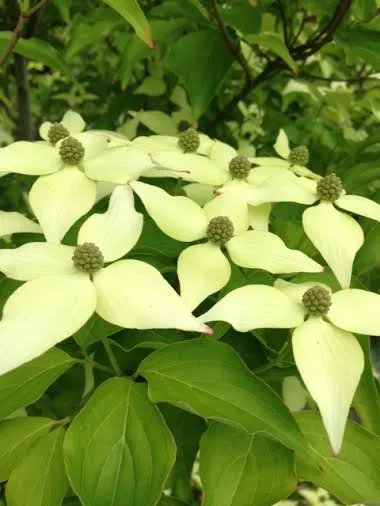 Western Dogwood (Cornus Nuttallii) — Prefers moist, well-drained acidic soil