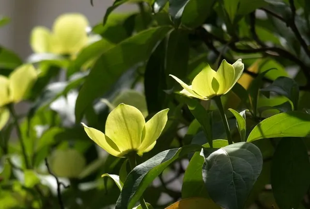 Western Dogwood (Cornus Nuttallii) — It reaches 15-30 feet in height and spreads 15-25 feet